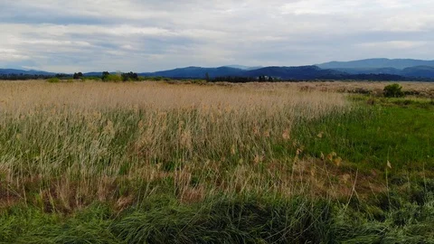 Marshland Fly Over (Aerial) Stock Footage 106973256