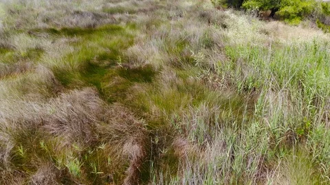 Marshland Fly Over Stock Footage 91466156