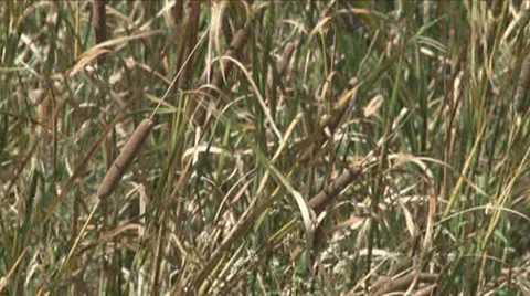 Marshland Video stock 29664166