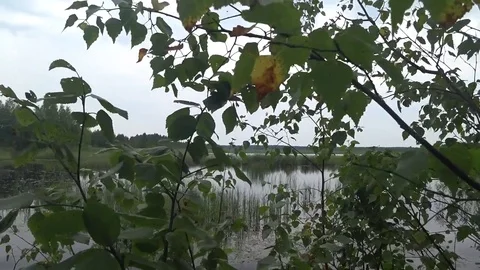 Marshland Stock Footage 82981303