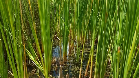 Marshland Vídeos de archivo 116263927
