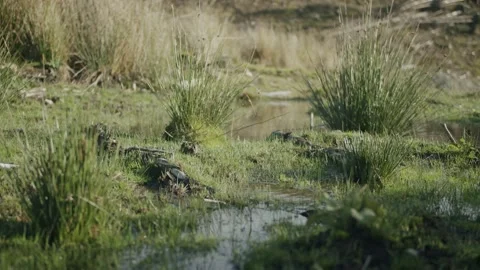 Marshland Stock Footage 203903824