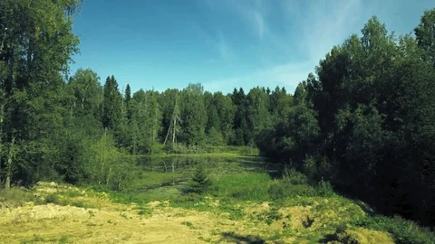 Marshland in forest Stock Footage