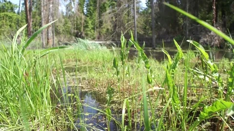 Marshland in forest in summer 2 Stock Footage 90263133