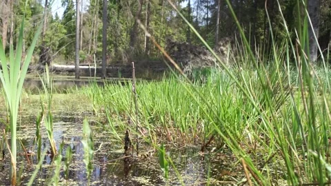 Marshland in forest in summer Stock Footage 90263160