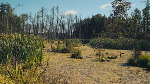 Marshland. Impassable terrain. Stock Footage 67610494