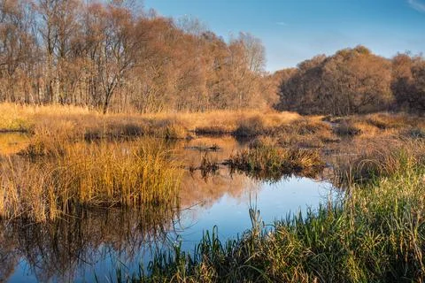 Marshland Marsh Bog Trees Stream And Forest In The Fall Stock Photos