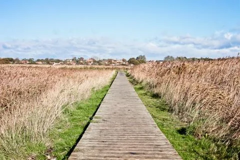 Marshland path Stock Photos