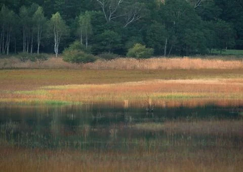 Marshland Stock Photos