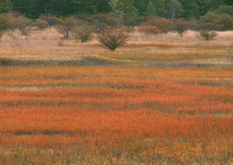 Marshland Stock Photos