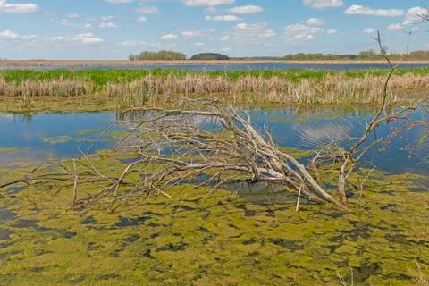 Marshland in the Spring Sun Photos