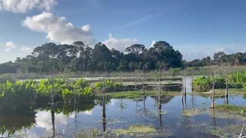 Marshland walking in Florida Stock Footage 180517677