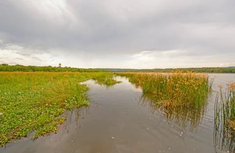 Marshland on a wild river Stockfoto's