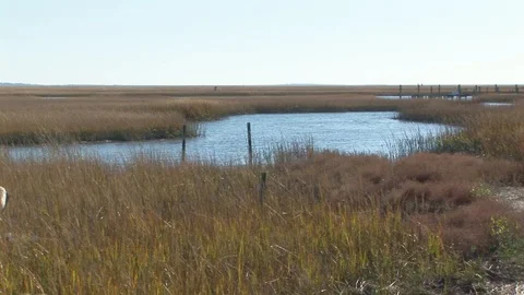 Marshland with wooden posts in Accomack county Eastern shore of Virginia, USA Stock Footage 101354874