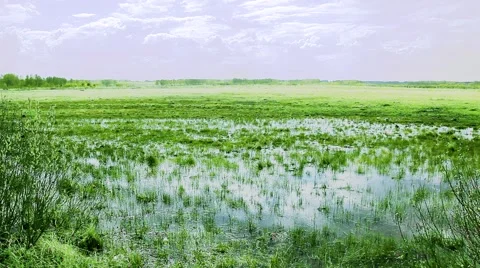 Marshlands background Stock Footage 50233818