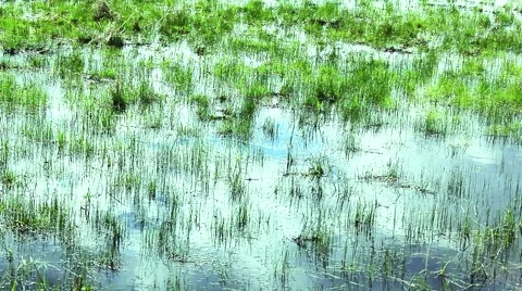Marshlands background Stock Footage 50233856