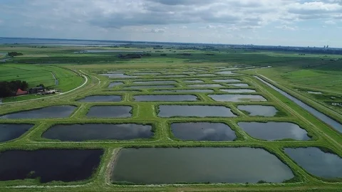 Marshlands in green landscape, aerial. Stock Footage
