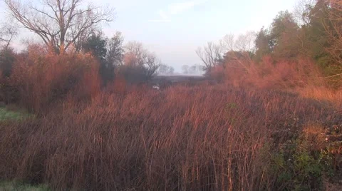 Marshland's hidden beauty Video stock 45757683