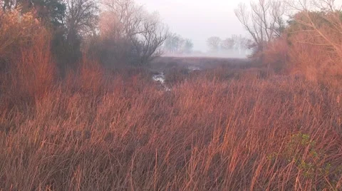 Marshland's hidden danger Video stock 45757666