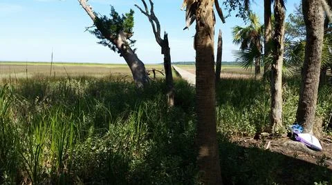 Marshlands Stock Photos