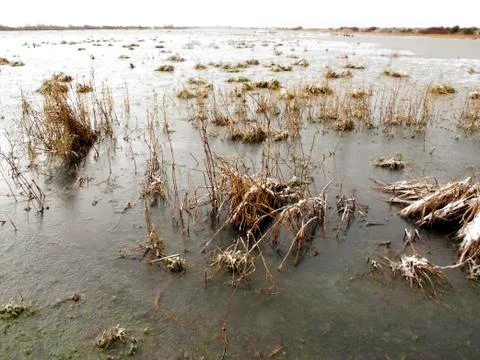 Marshside RSPB Reserve Stock-Fotos