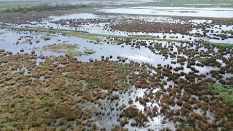 Marsh/Wetland 01 Stock Footage 274698061