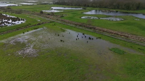 Marsh/Wetland 02 Stock Footage 274698064