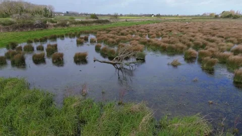 Marsh/Wetland 03 Stock Footage 274698067