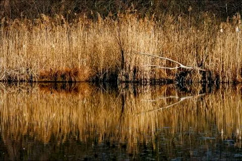 Marshy abstract   in the north 库存照片