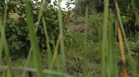 The marshy banks of the river. Stock Footage 65742452