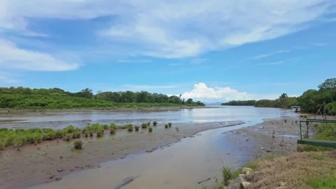 Marshy coast of the Tárcoles River surrounded by green tropical forest on a Stock Footage 319003099