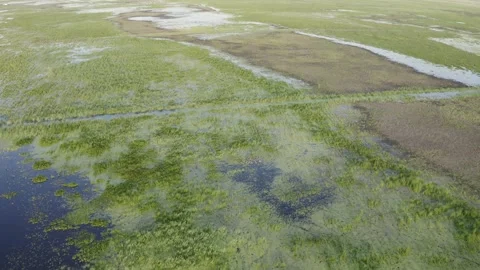 The marshy, flooded area. It is a unique... | Stock Video | Pond5