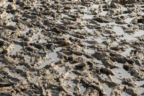 Marshy ground Stock Photos