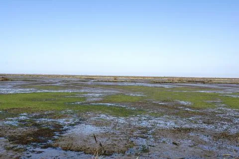 Marshy landscape Stock Photos