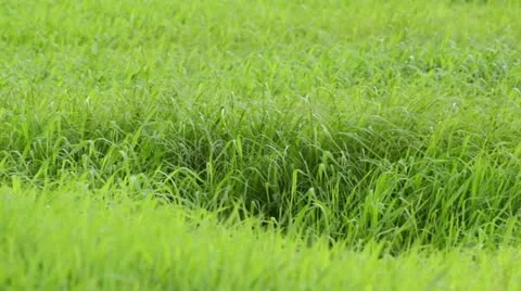 Marshy meadow Stock Footage 13398372