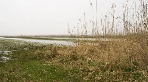 Marshy meadow stony path, a simple landscape in the fog, with ducks and a landsc Stock Photos