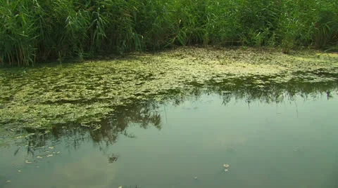Marshy pond. Stock Footage 27148570