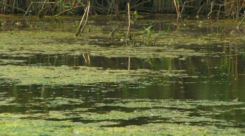 Marshy pond. Stock Footage 27197736