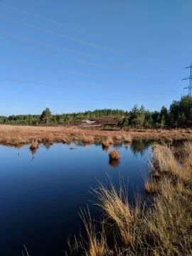 Marshy Pond In Forest Photos
