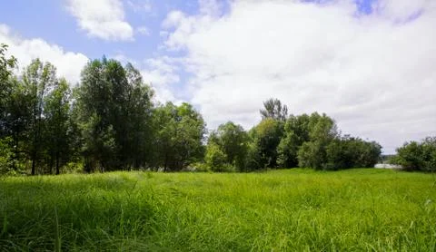 Marshy river meadow Stock Photos