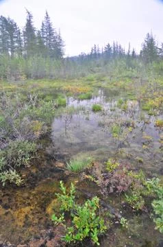 Marshy stream dim in the evening. Stock Photos