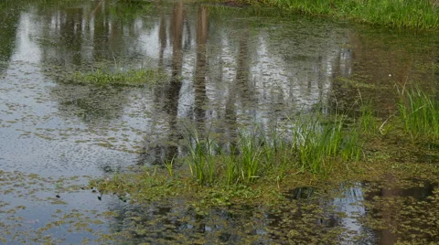 Marshy water showing surface ripples caused by tiny pond life. Stock Footage 50797971
