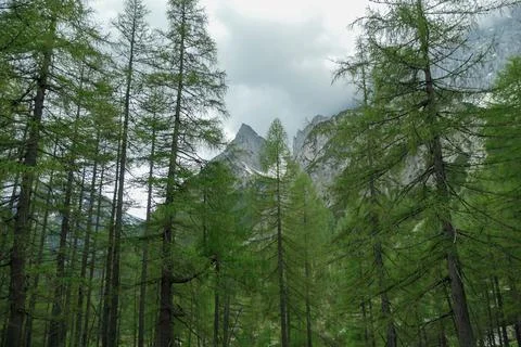 Marstein - Dense forest on the foothill of Marstein in Austrian Alps Stock Photos