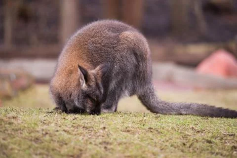 Marsupials: wallaby feeding on the grass 스톡 사진