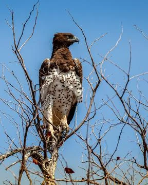 Martail eagle Stock Photos