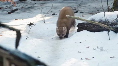 Marten caught prey Stock Footage 306480235