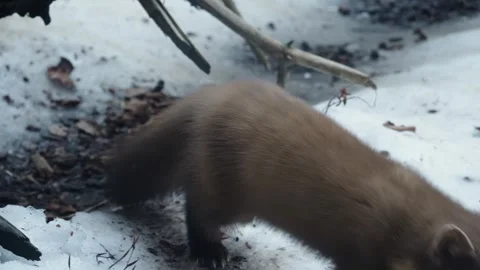 Marten caught prey Stock Footage 306480776
