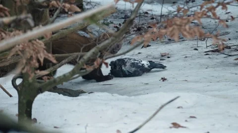 Marten caught prey Stock Footage 306480837