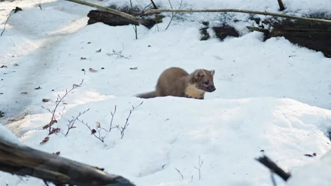 Marten caught prey Stock Footage 306480949