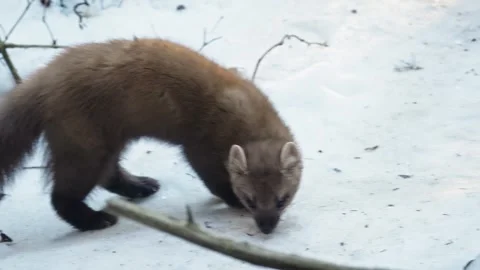 Marten caught prey Stock Footage 306480967